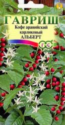Кофе аравийский карликовый Альберт (Гавриш)