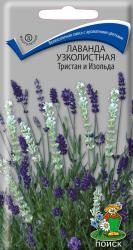 Лаванда узколистная Тристан и Изольда (Поиск)