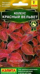 Колеус Блюме Красный вельвет (Аэлита)