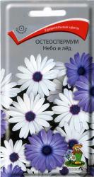 Остеоспермум Небо и лед (Поиск)