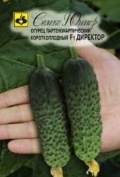 Огурец Директор F1 (Семко)