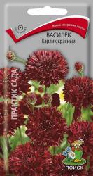 Василек Красный Карлик (Поиск)
