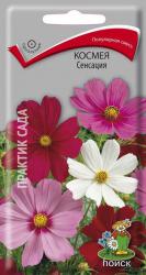 Космея Сенсация, смесь (Поиск)