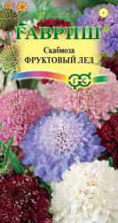 Скабиоза Фруктовый лёд (Гавриш)