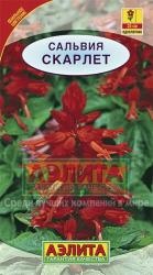 Сальвия сверкающая Cкарлет (Аэлита)