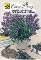 Лаванда Люблинская (Семко)