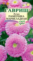 Астра Пампушка мармеладная (Гавриш)