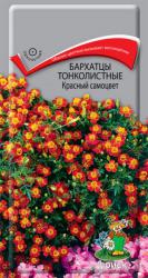 Бархатцы тонколистные Красный самоцвет (Поиск)