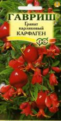 Гранат карликовый Карфаген (Гавриш)