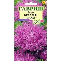 Астра Краллен сиам (Гавриш)