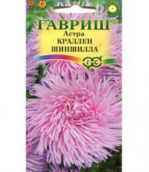 Астра Краллен шиншилла (Гавриш)