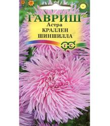 Астра Краллен шиншилла (Гавриш)