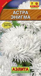 Астра коготковая Энигма (Аэлита)