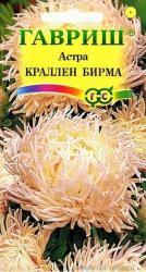 Астра Краллен бирма (Гавриш)