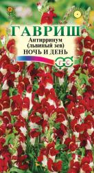 Львиный зев Ночь и день (Гавриш)