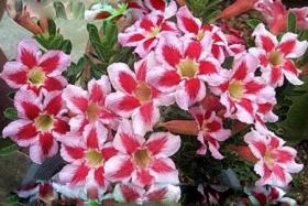 Адениум обесум Desert rose Fireworks, 2 семени