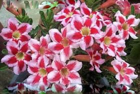 Адениум обесум Desert rose Fireworks, 2 семени