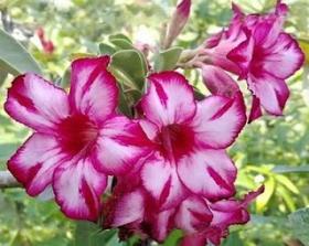 Адениум обесум Desert rose Happy in bloom 3 cемени