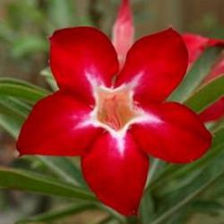 Адениум обесум Desert rose Lucky star 3 cемени