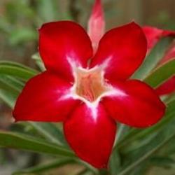 Адениум обесум Desert rose Lucky star 3 cемени
