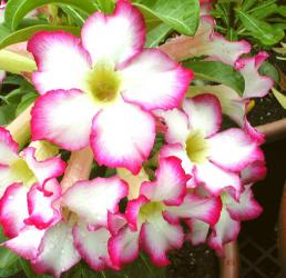 Адениум обесум Desert rose Kiss star 3 cемени