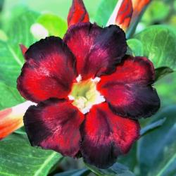 Адениум обесум Desert rose Black fire 3 cемени