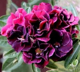 Адениум обесум Double flower Black bouquet 3 cемени