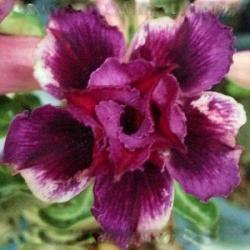Адениум обесум Double flower Boysenberry 2 cемени