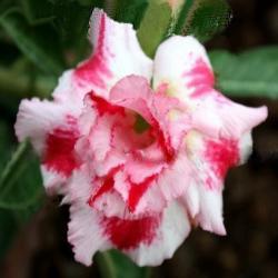 Адениум обесум Double flower Waka waka 3 cемени