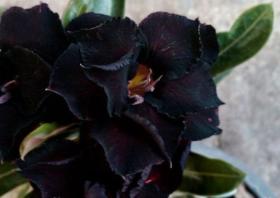 Адениум обесум Double flower Black swan 3 cемени
