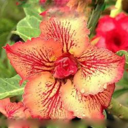 Адениум обесум Double flower Ginger anise 2 cемени