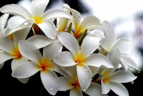 Плюмерия Haleeva white 2 семени