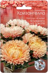 Астра Хризантелла фламинго на закате (Биотехника)