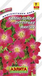 Камнеломка Пурпурная мантия (Аэлита)