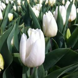 Тюльпан Вайт принц луковица