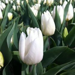 Тюльпан Вайт принц луковица