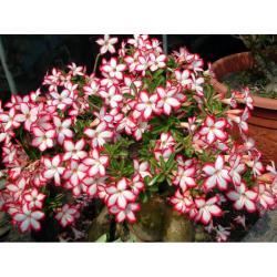 Адениум обесум Desert Rose SUPER NOBLE CONCUBINE 3 семени 