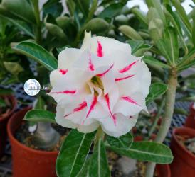 Aдениум обесум Double Flower KO-98 2 семени 