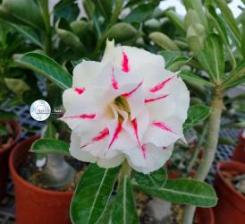 Aдениум обесум Double Flower KO-98 2 семени 
