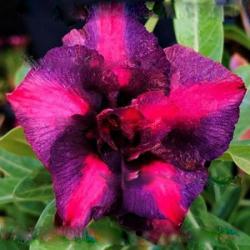 Адениум обесум Double flower Milady 2 cемени