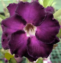 Адениум обесум Double Flower KO-123 2 cемени