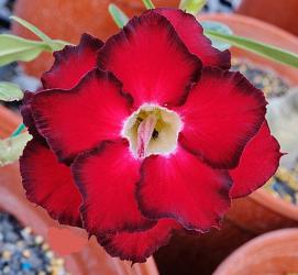 Адениум обесум Double Flower KO-138 2 cемени