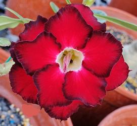 Адениум обесум Double Flower KO-138 2 cемени