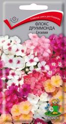 Флокс друммонда Сесилия (Поиск)