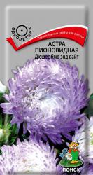 Астра Дюшес блю энд вайт (Поиск)