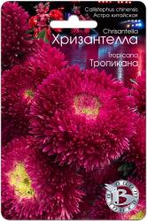 Астра Хризантелла тропикана (Биотехника)