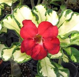 Адениум обесум Variegated Leaves red 2 cемени