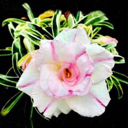 Адениум обесум Variegated Triple king-4, 3 cемени