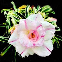 Адениум обесум Variegated Triple king-4, 3 cемени