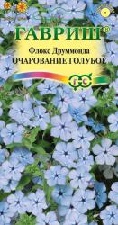 Флокс друммонда Очарование голубое (Гавриш)